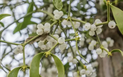 What to Know About Mistletoe Therapy