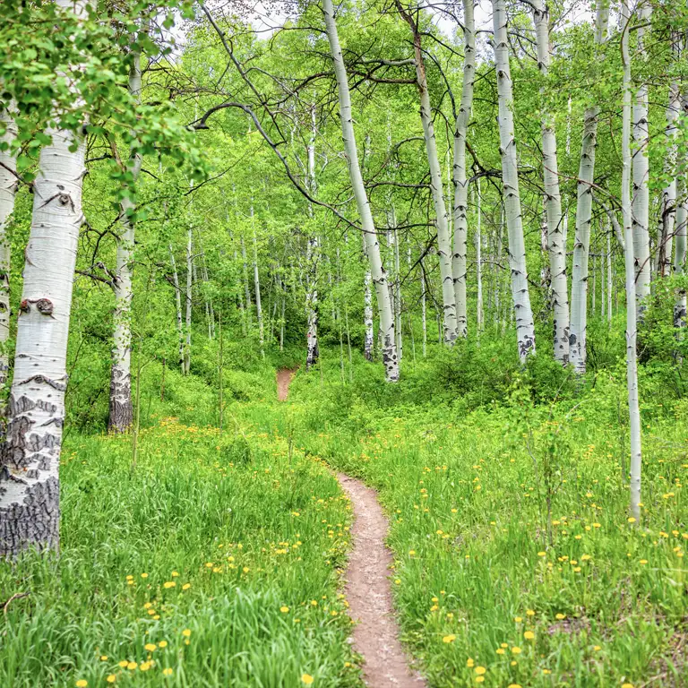 Spring Trail Aspens Colorado